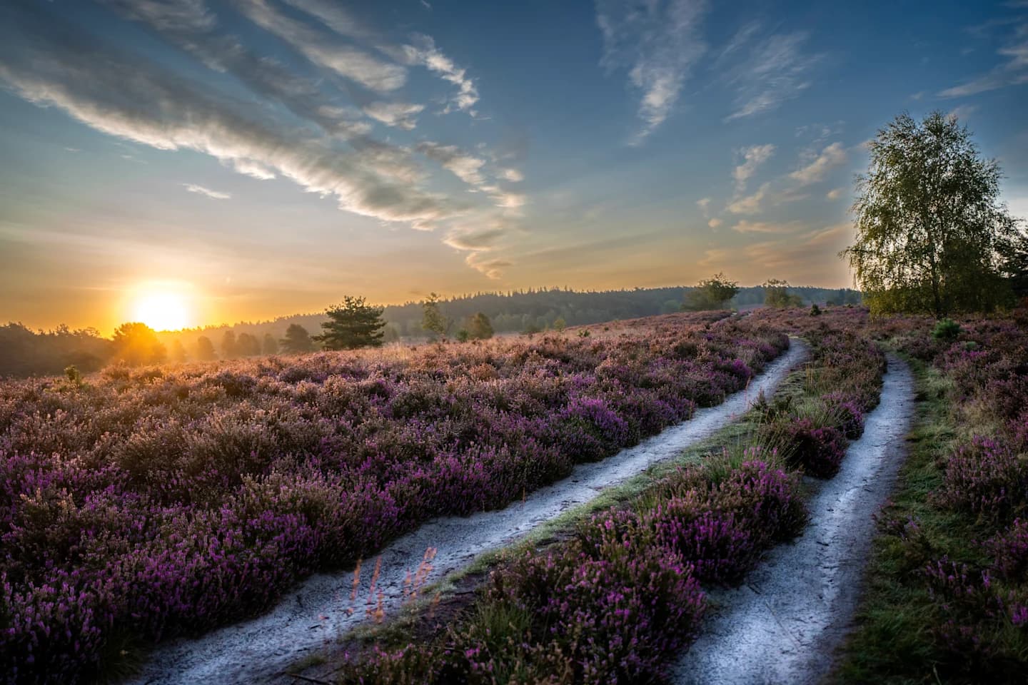 Heideweg im Morgenlicht