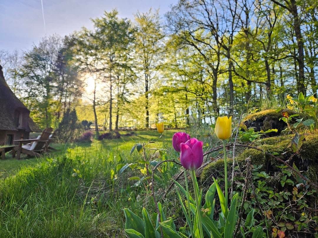 tulpen