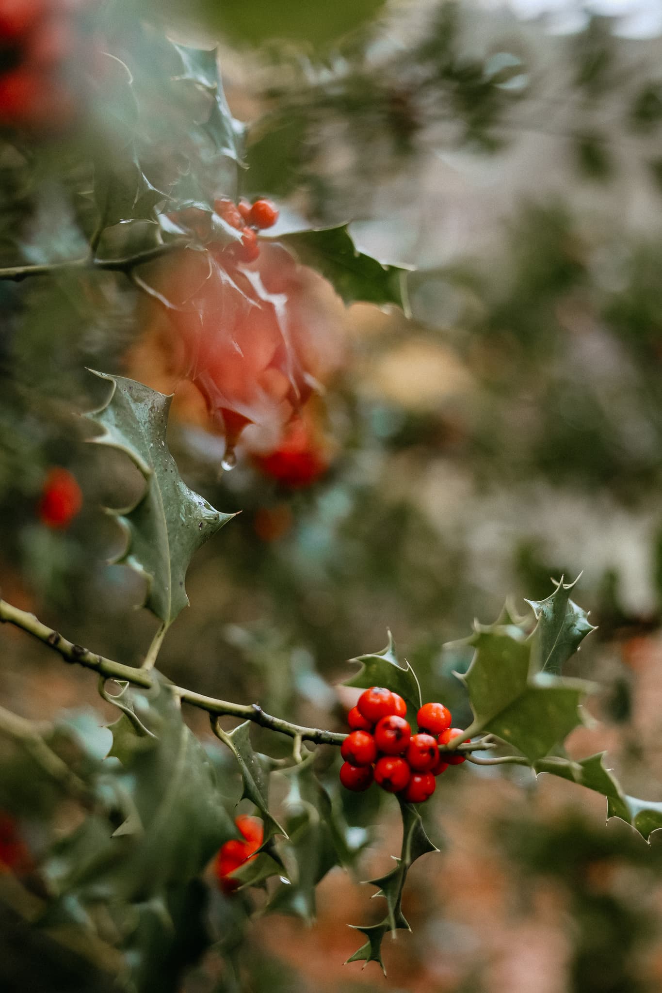 herbst