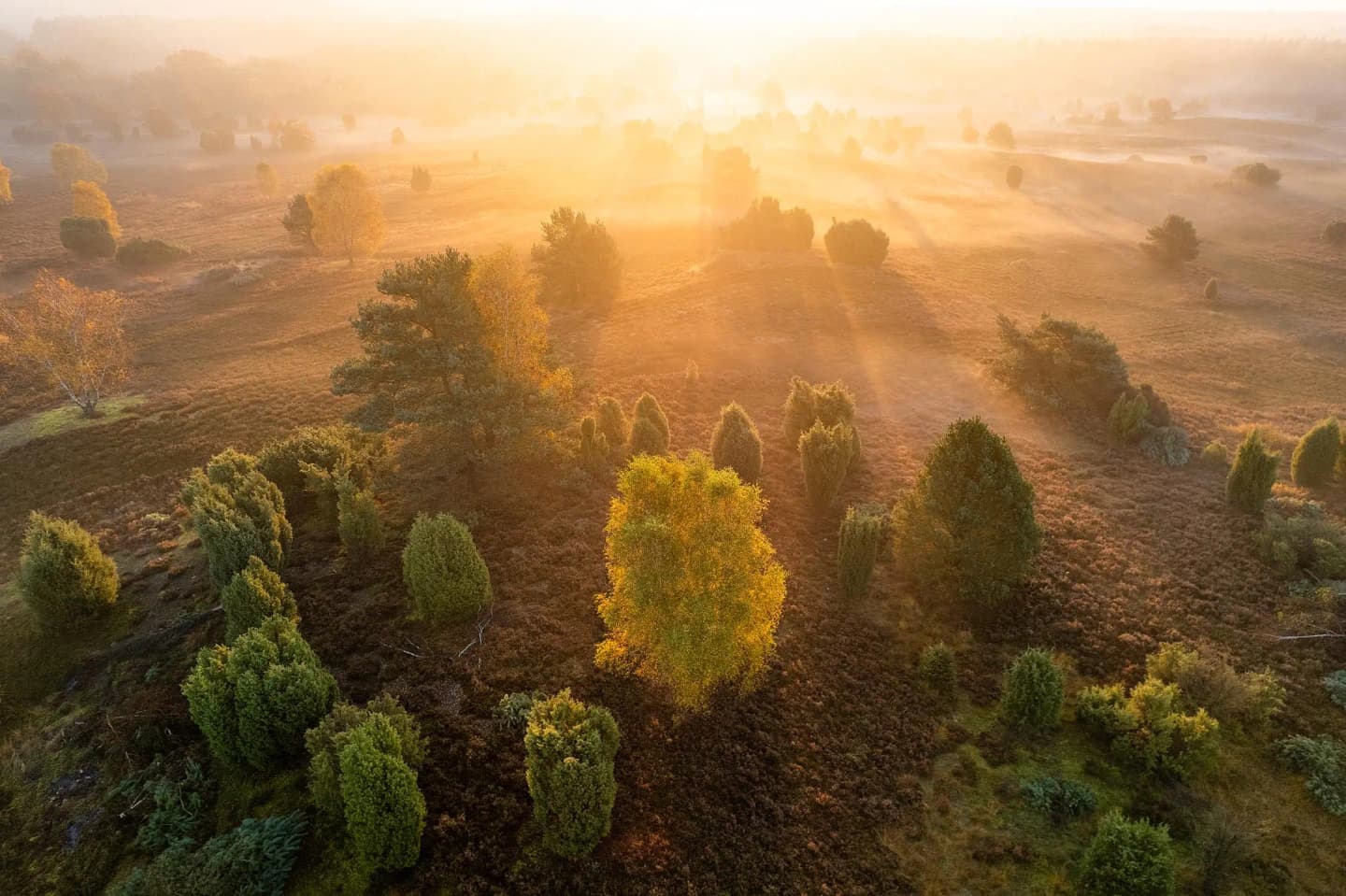 herbst