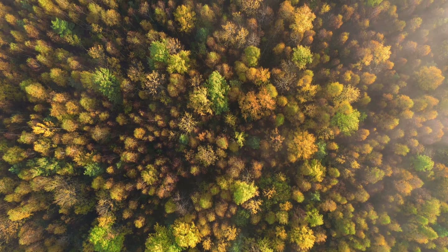 Lüneburger Heide im Herbst aus der Luft