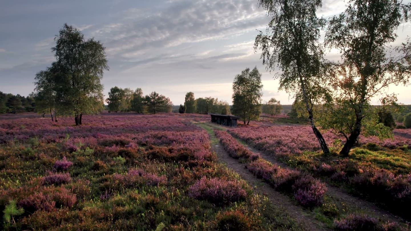 Lüneburger Heide im Sommer aus der Luft